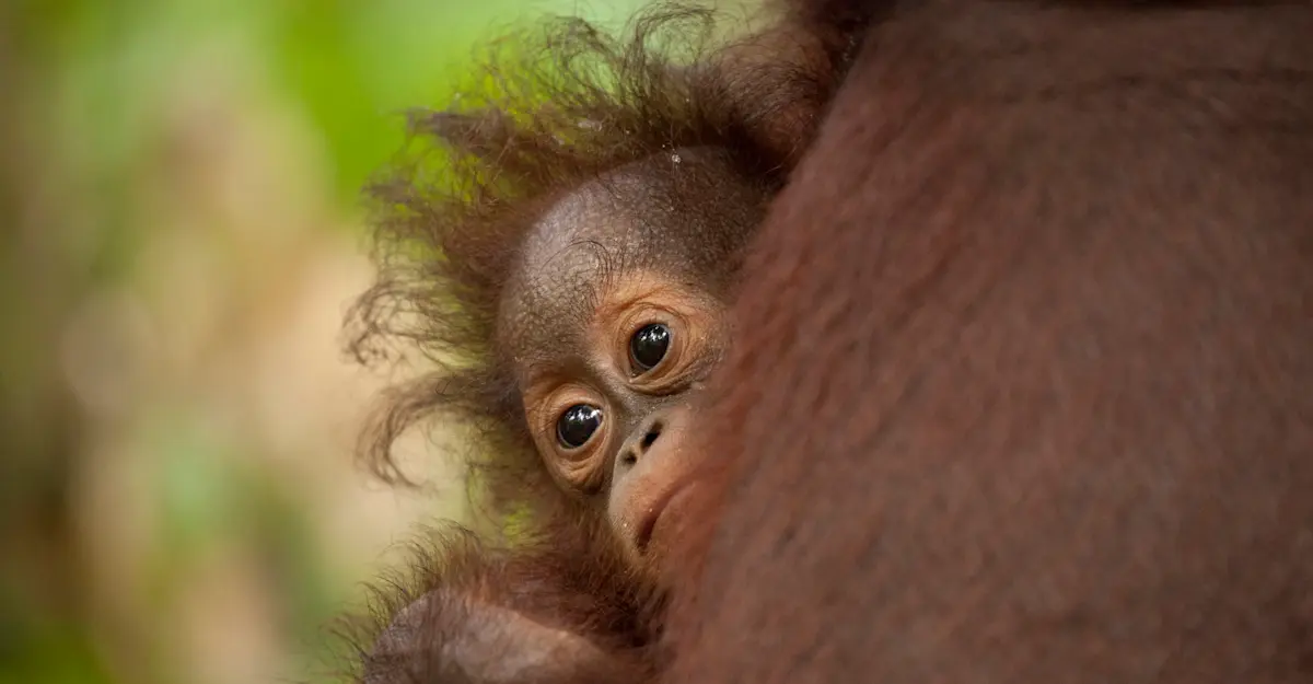 A young orangutan clings to its mother in Sepilok, Borneo.