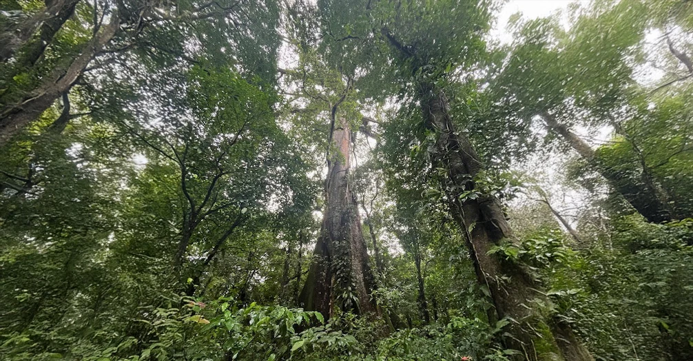 Rainforest, Costa Rica.