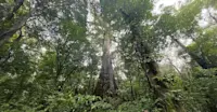 Rainforest, Costa Rica.