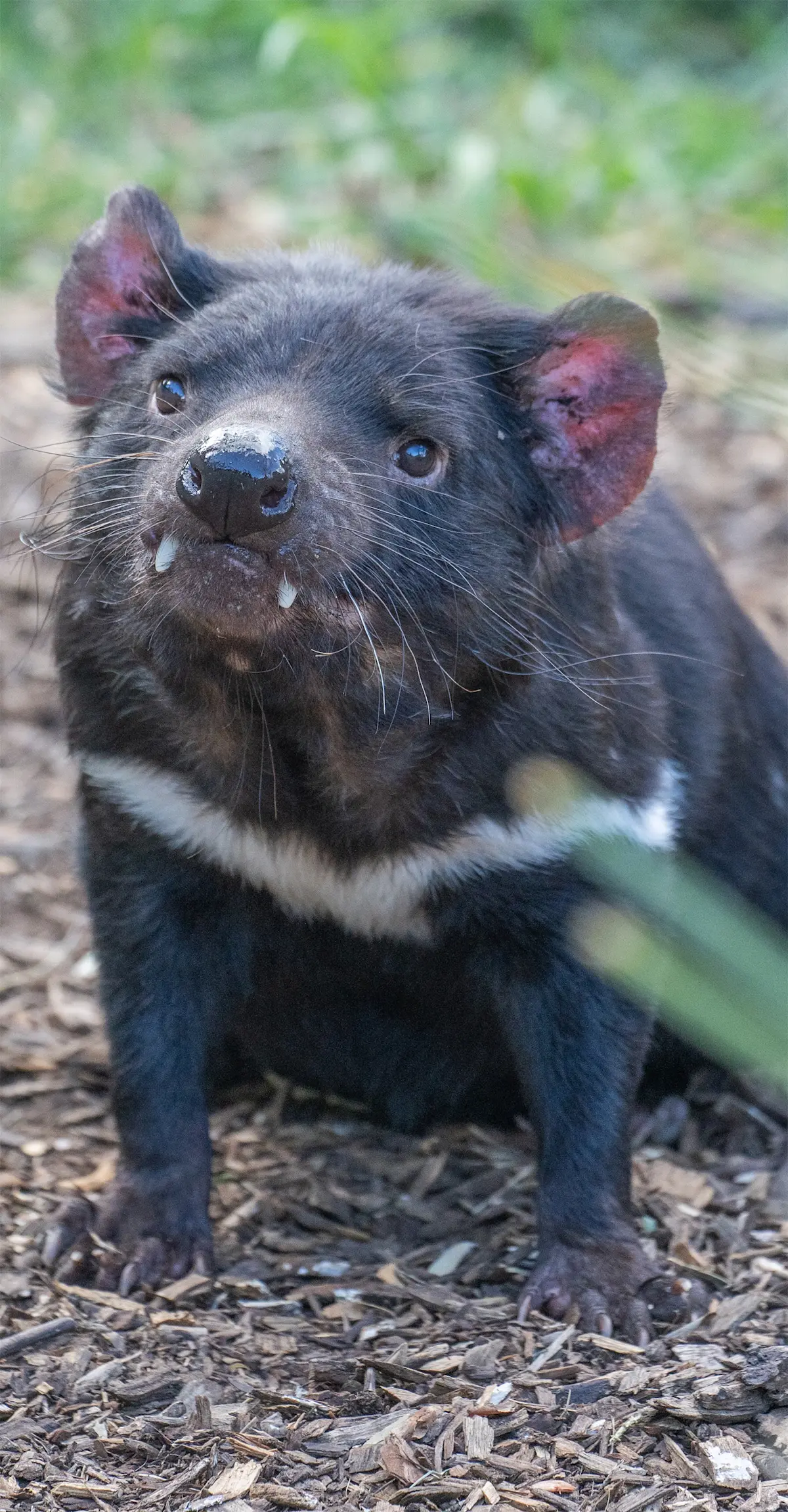 Tasmanian Devil.