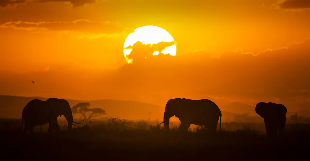 Elephants at sunset, South Africa.