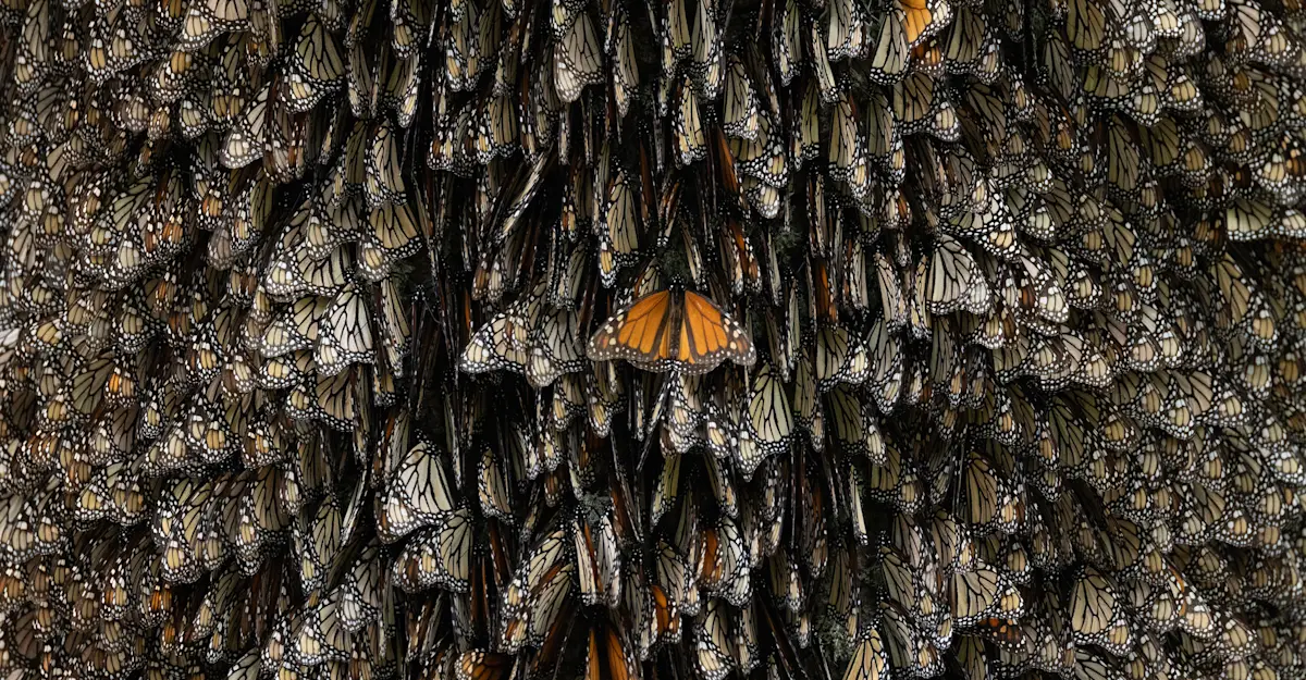 Thousands of monarch butterflies cluster in Oyamel trees in El Rosario, Mexico.