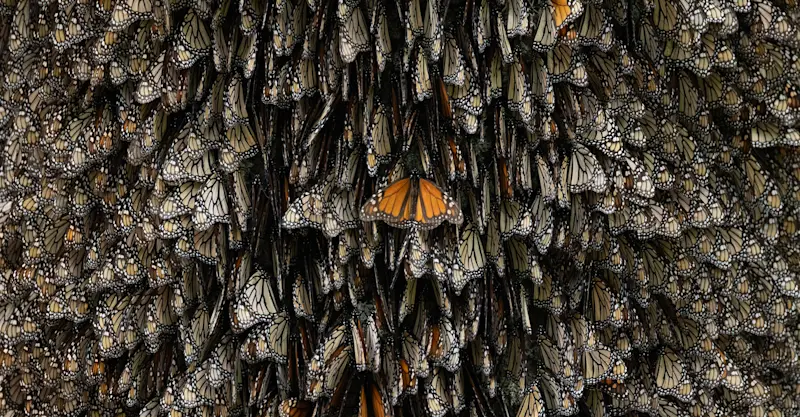 Thousands of monarch butterflies cluster in Oyamel trees in El Rosario, Mexico.