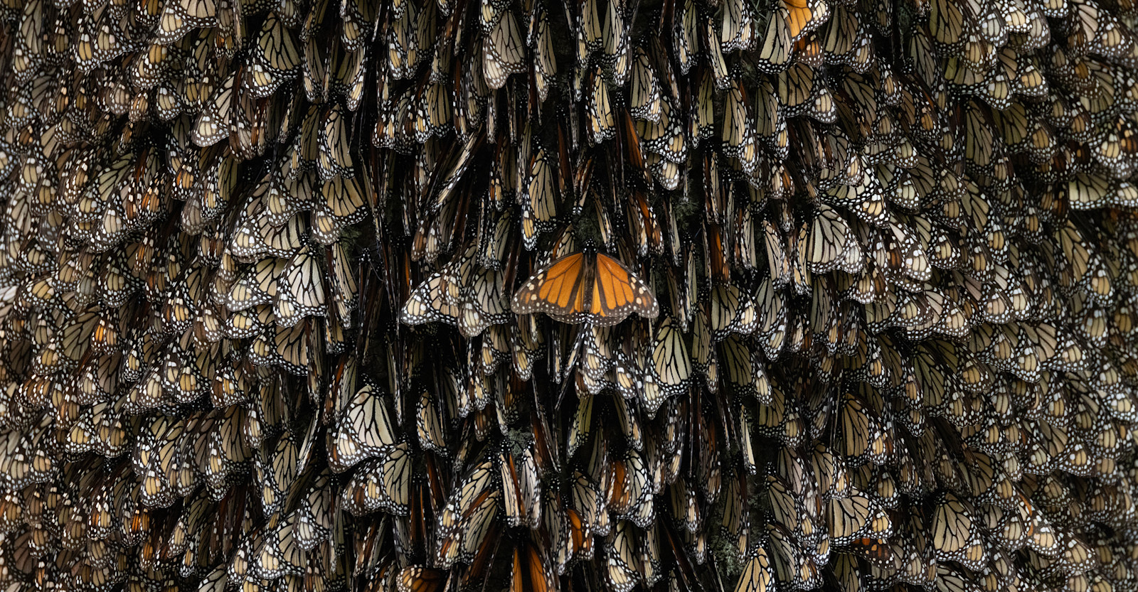 Monarch Migration, Mexico