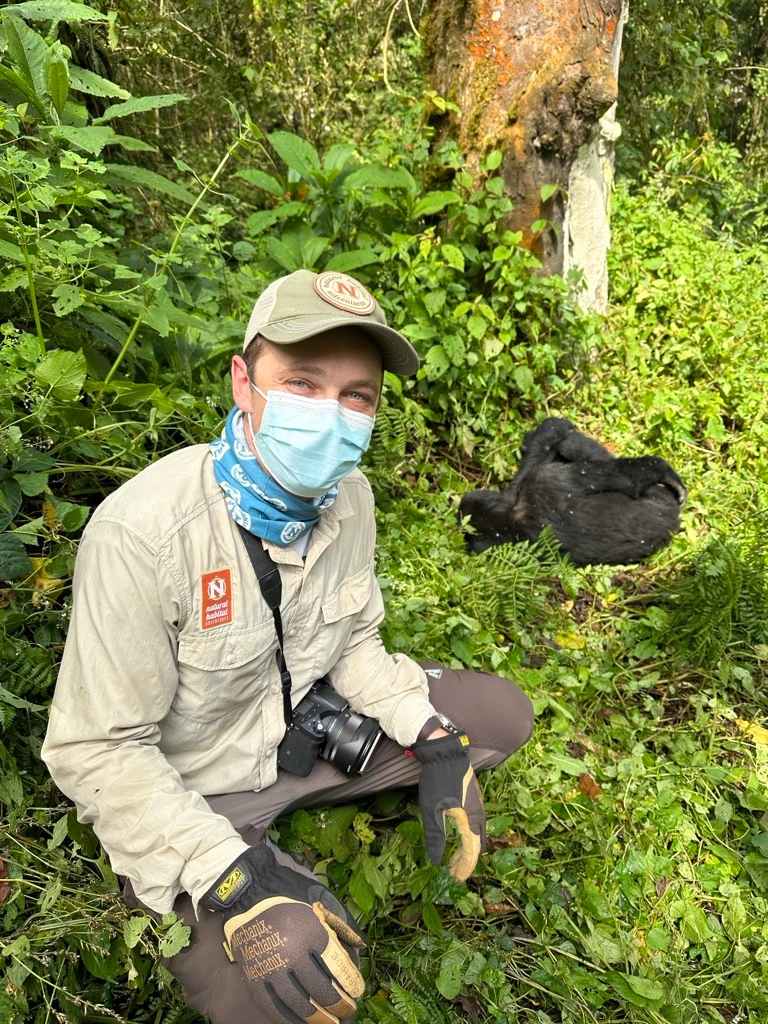 Mountain gorilla in Bwindi Impenetrable National Park, Uganda.