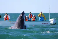 Gray Whale baby in Baja, Mexico.