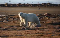 Polar bear, Nunavut, Canada.