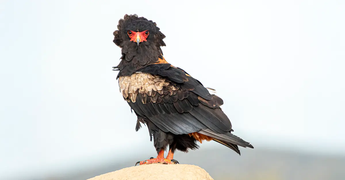 Bateleur, Etosha National Park, Namibia.