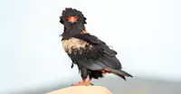 Bateleur, Etosha National Park, Namibia