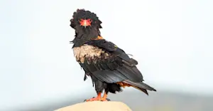 Bateleur, Etosha National Park, Namibia