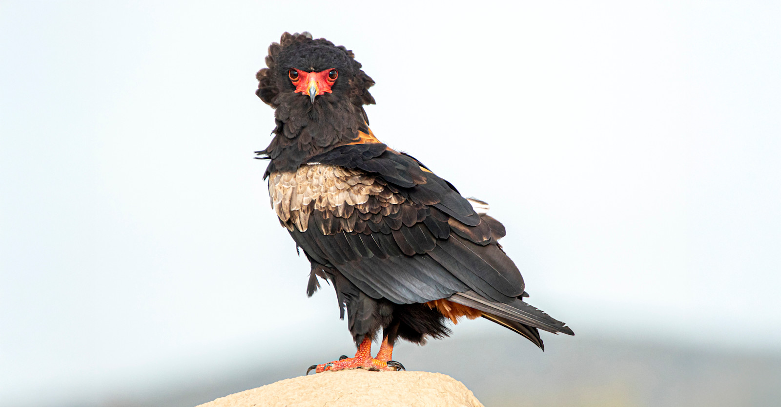 Bateleur, Etosha National Park, Namibia