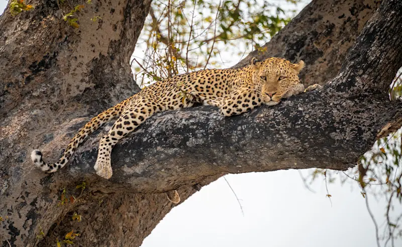 Leopard, Khwai Private Reserve, Okavango Delta, Botswana.