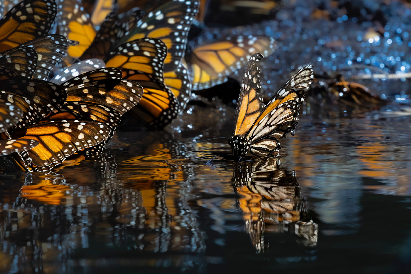 Monarch butterflies, Chincua Butterfly Sanctuary, Mexico.