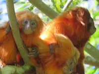 Golden Lion Tamarin in Brazil.