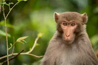 Rhesus macaque, Kanha National Park, India.