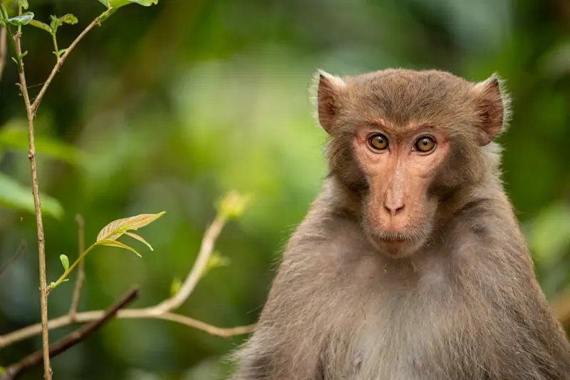 Rhesus macaque, Kanha National Park, India.