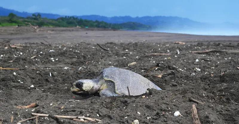 Sea turtle, Punta Islita, Costa Rica.
