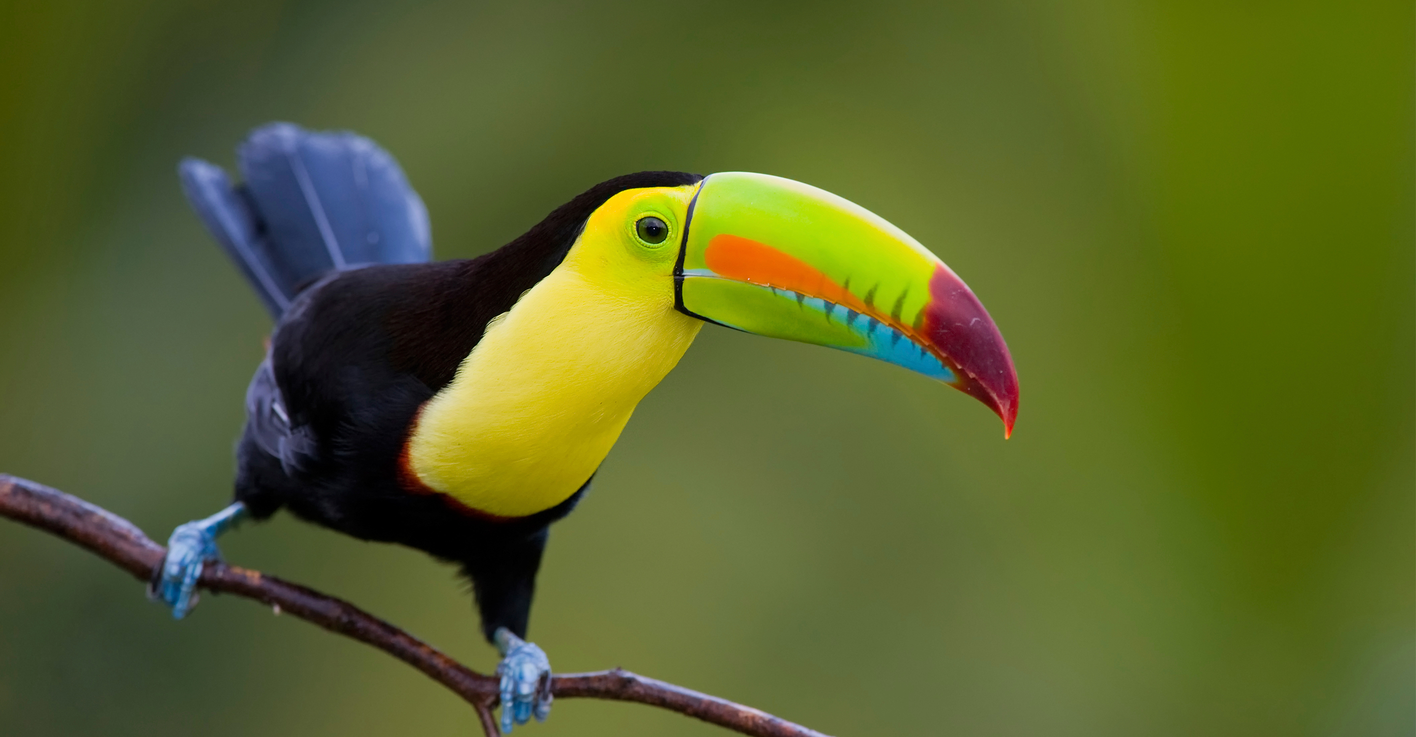 A keel-billed toucan stands on a tree branch in Corcovado National Park, Costa Rica