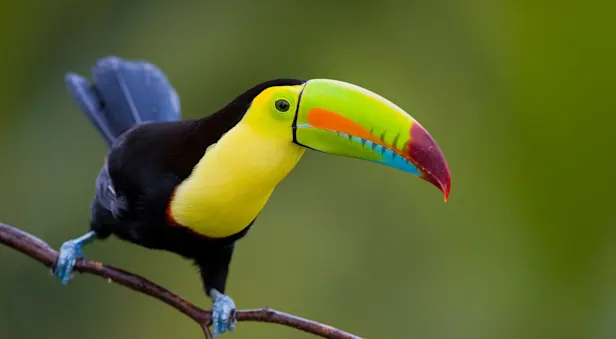 A keel-billed toucan stands on a tree branch in Corcovado National Park, Costa Rica