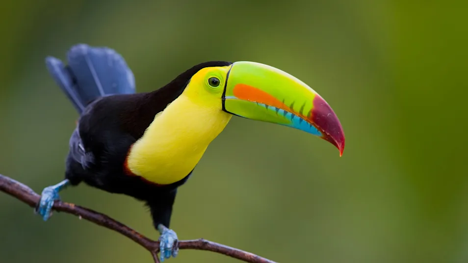 A keel-billed toucan stands on a tree branch in Corcovado National Park, Costa Rica