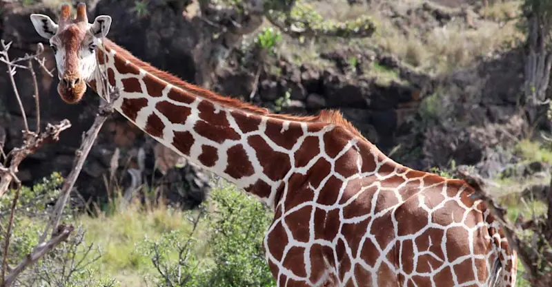 Reticulated giraffe, Lewa Wildlife Conservancy, Kenya.