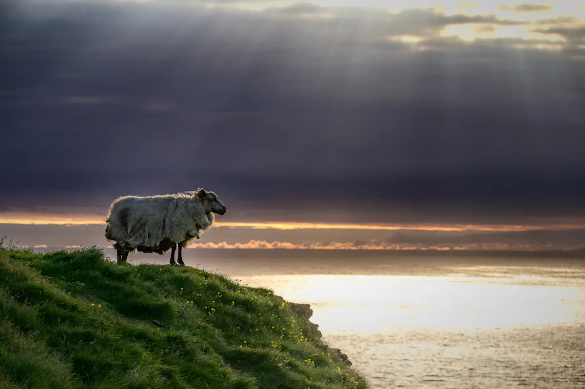 Sheep, Iceland. 