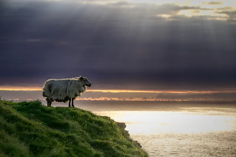 Sheep, Iceland. 