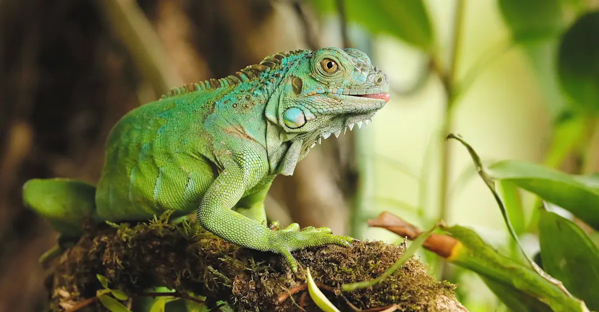 Iguana, Costa Rica.