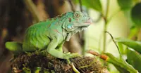 Iguana, Costa Rica.
