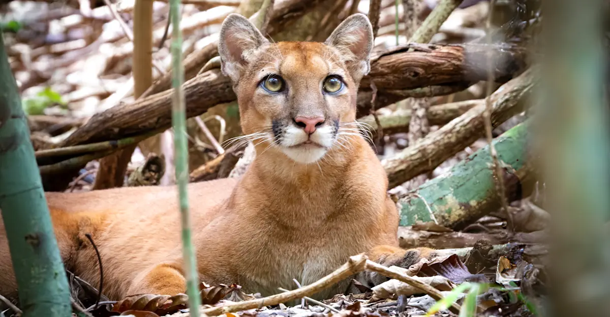 Puma