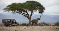 African elephant, Amboseli National Park, Kenya.