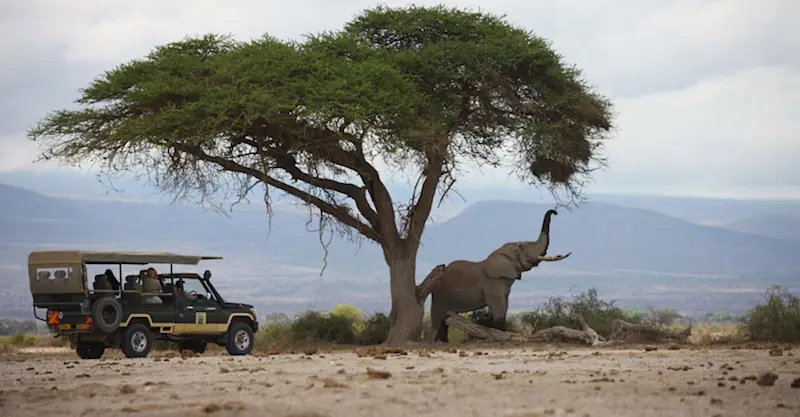 African elephant, Amboseli National Park, Kenya.
