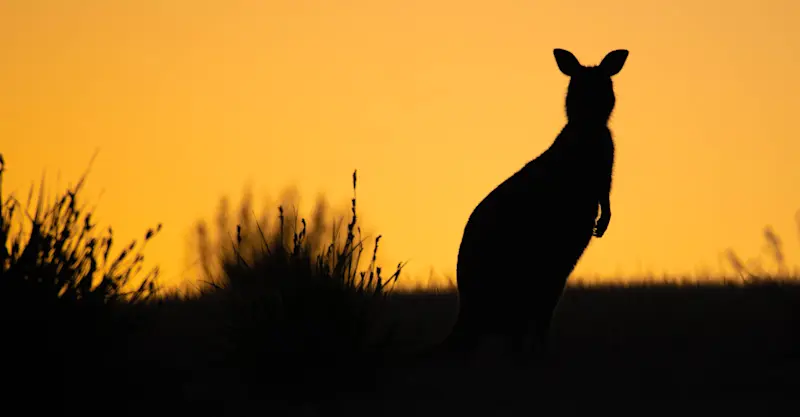 Kangaroo, Australia.