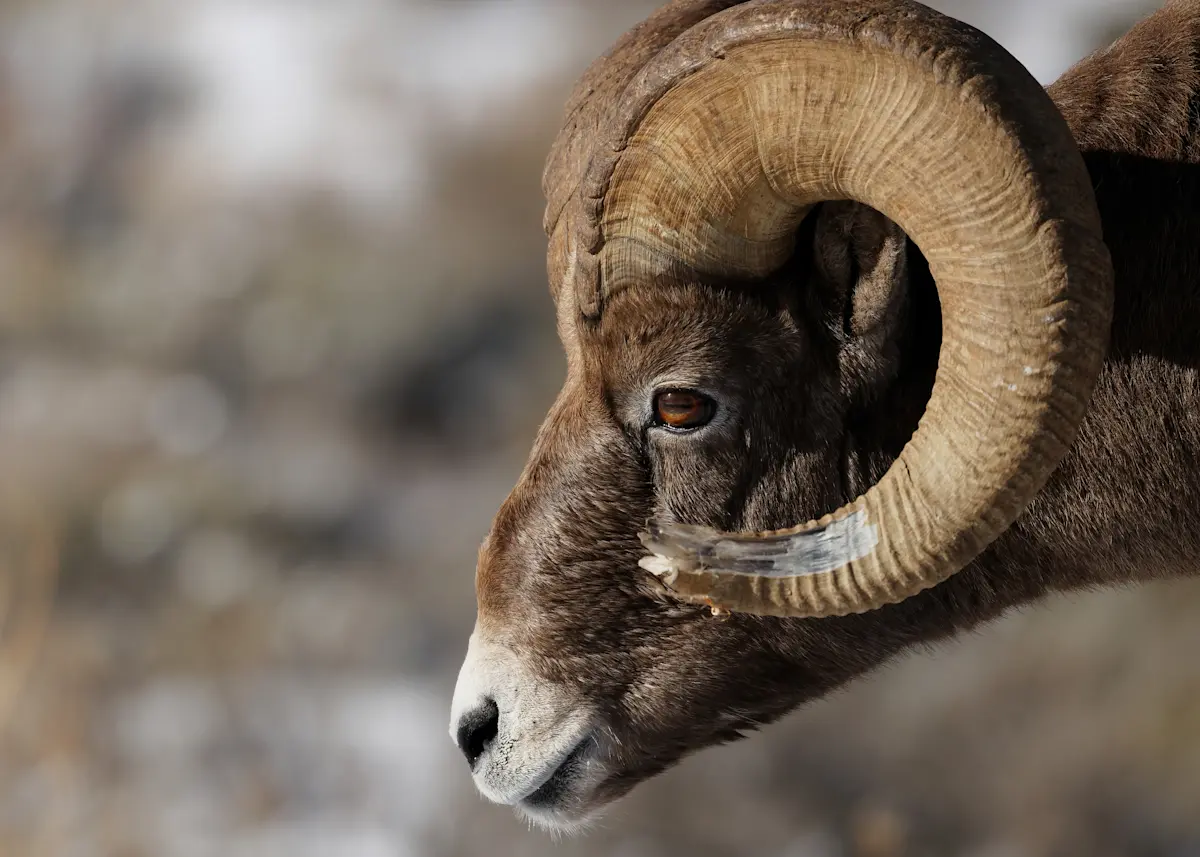 Bighorn sheep, Yellowstone National Park, Wyoming.
