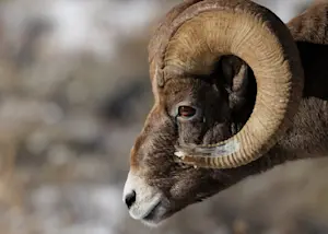 Bighorn sheep, Yellowstone National Park, Wyoming.