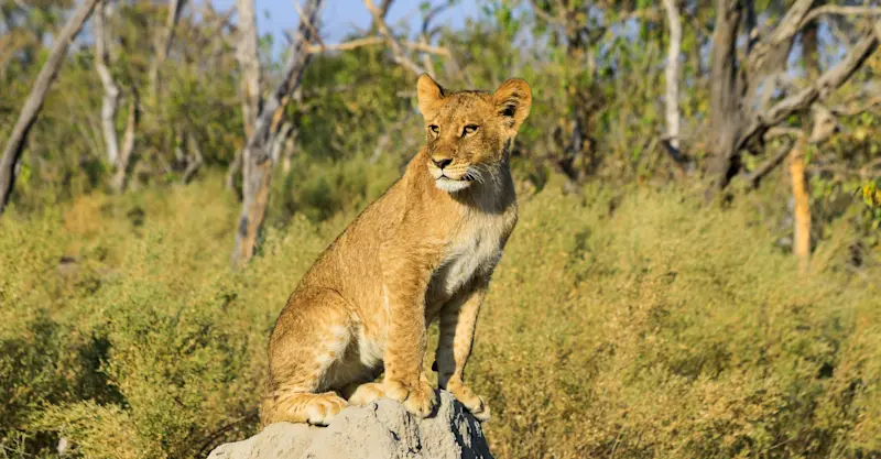 Lion cub, Gomoti Tented Camp, Botswana
