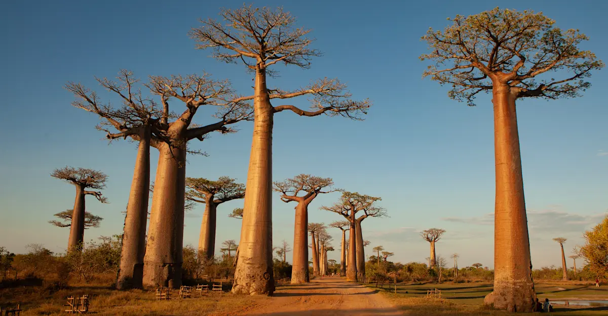 The Avenue of the Baobabs, Madagascar.