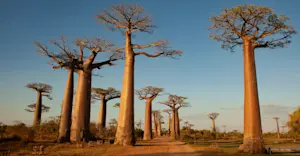 The Avenue of the Baobabs, Madagascar.