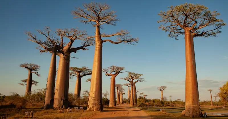 The Avenue of the Baobabs, Madagascar.