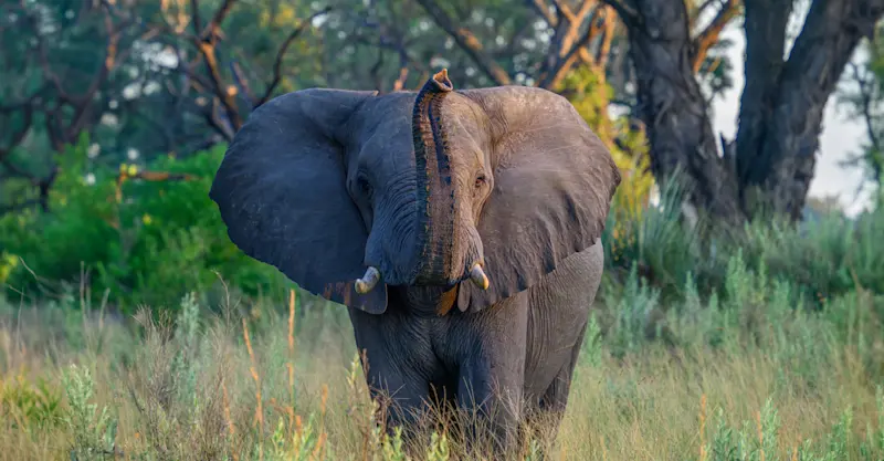 Elephant, Okavango Delta, Botswana.