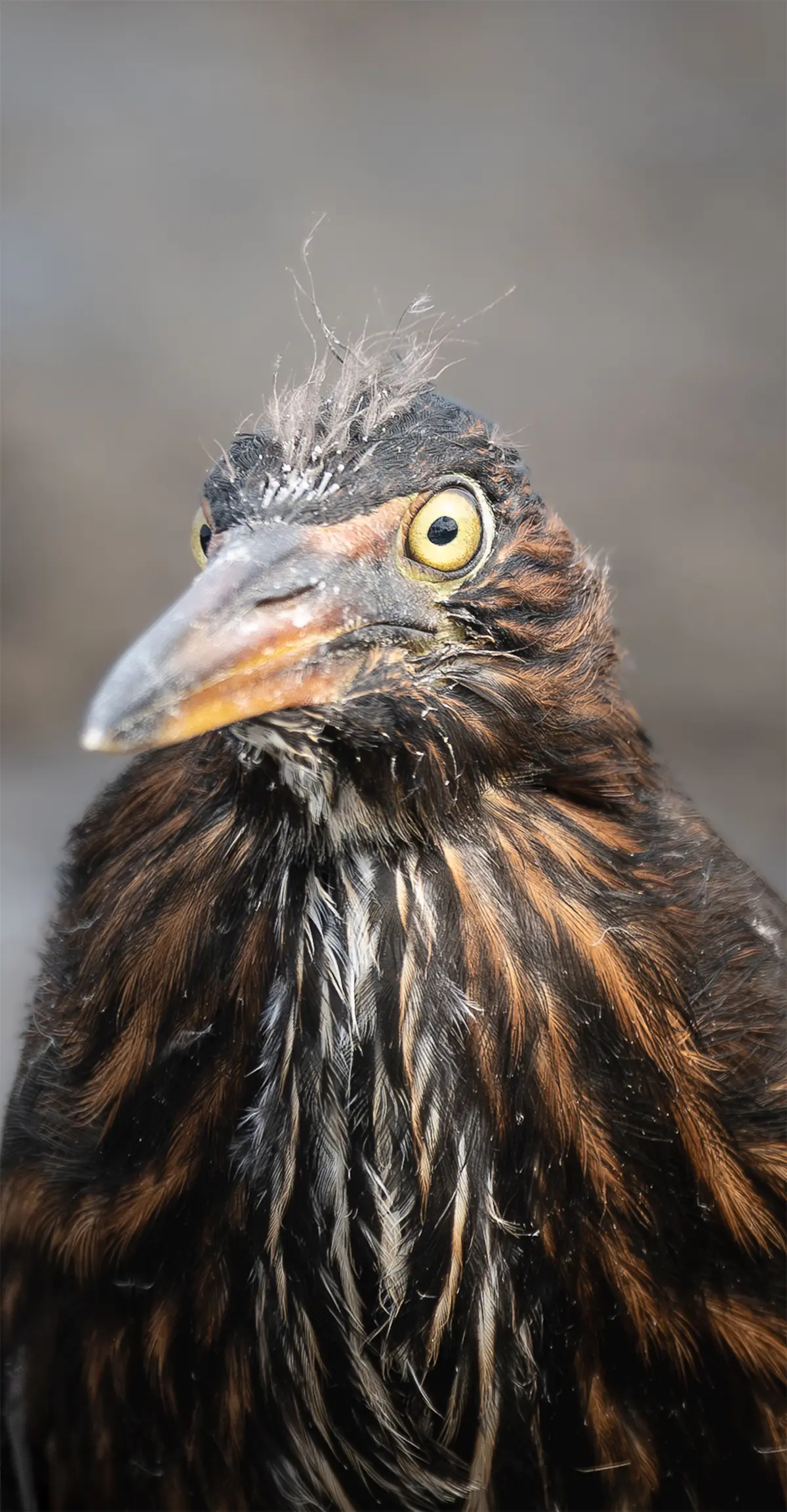 Galapagos Heron.
