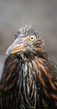 Galapagos Heron