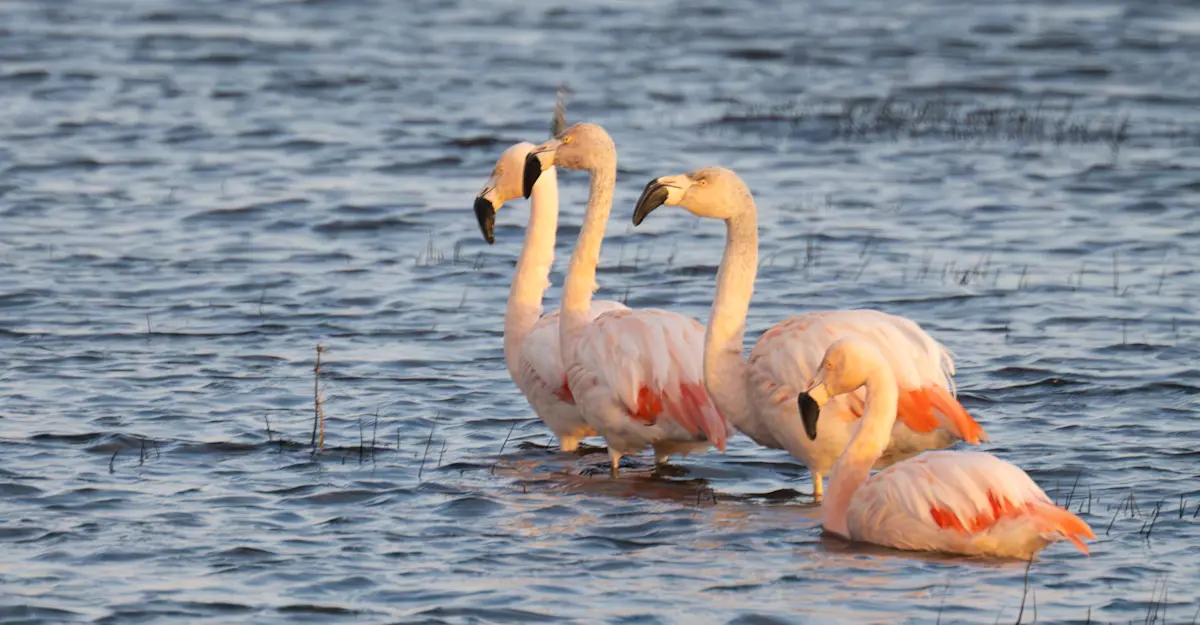 Flamingos, Patagonia, Chile.