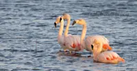 Flamingos, Patagonia, Chile.