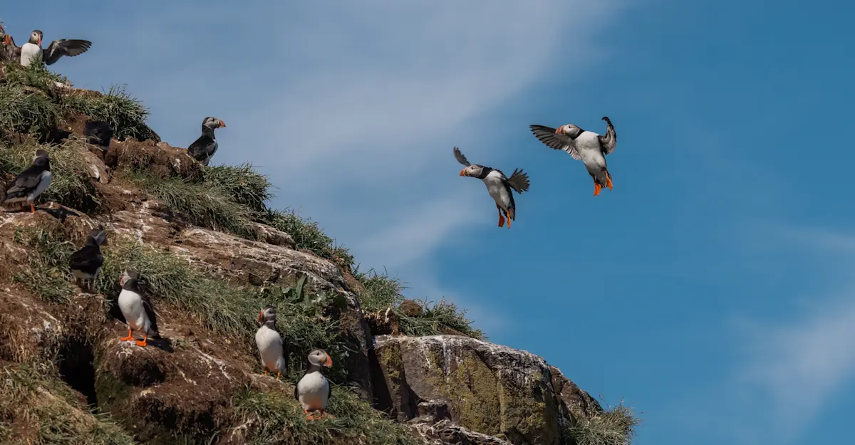 Atlantic puffins, cliffside, Iceland.
