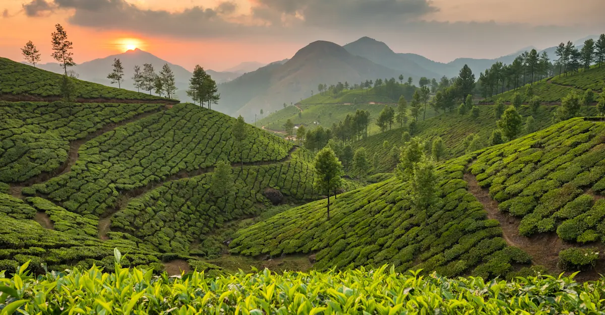 Tea plantation, Kerala, India.