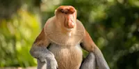 Proboscis Monkey, Bako National Park, Borneo.