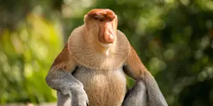 Proboscis Monkey, Bako National Park, Borneo.