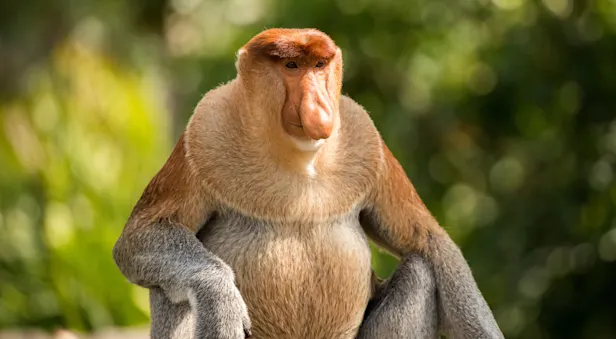 Proboscis Monkey, Bako National Park, Borneo.