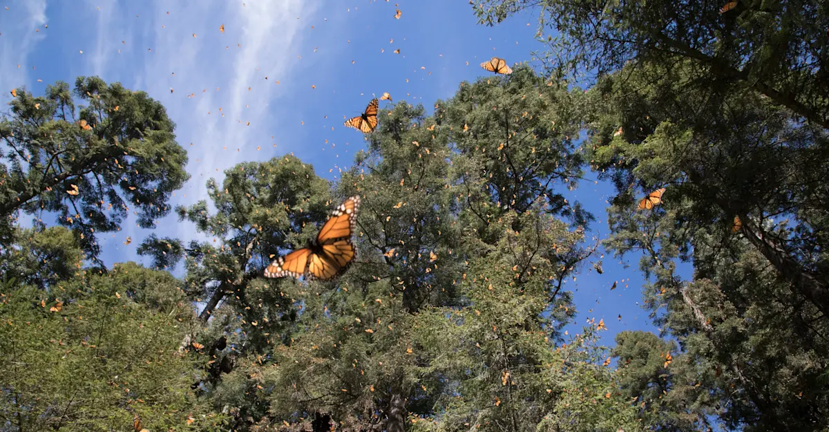 Monarch butterflies, El Rosario Butterfly Sanctuary, Mexico.